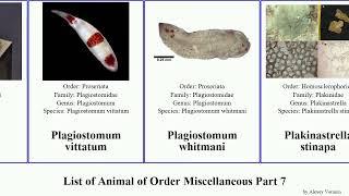 List of Animal of Order Miscellaneous Part 7 polymastia phascolosoma simplex pacifica elegans Yuga