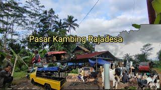 Pasar Kambing Rajadesa, Para Bandar Bernegosiasi Kambing. Rame Banget!