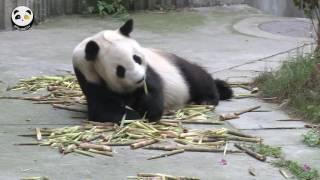 Qi Fu's picky about bamboo shoots