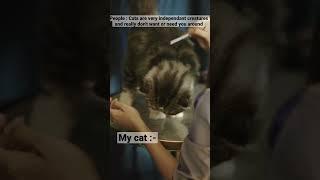 People & my cat | catsbae | subscribe to my YouTube channel