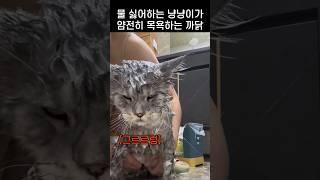 "집사 안바뀌냥?.." 물이라면 질색인 냥냥이가 얌전히 목욕하는 까닭