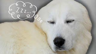 This Adorable Dog Can't Stay Awake During His Grooming | The Absolute BEST Dog Ever 