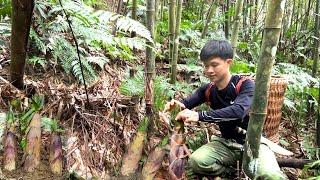 Harvesting big bitter bamboo shoots in winter go to Market Sell - Living off grid in the forest