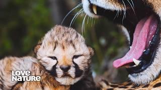 Cheetah Mom Must Leave Blind Cubs to Hunt | New Kids in the Wild 103