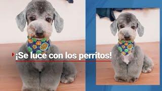 ¡MEXICANO CREATIVO! | Conoce a este estilista canino que se luce al embellecer a los perritos