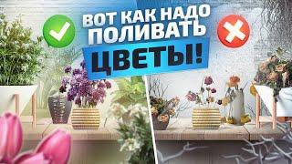 Быстро растут и не болеют! О поливе растений водой из аппарата ПВВК