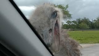 Ostrich Pecking Our Car