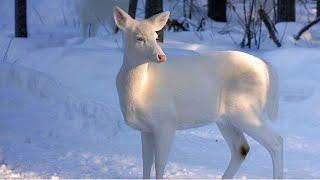 Ф.Шопен - Ноктюрн 20 - И первый снег...- F. Chopin - Nocturne - The first snow