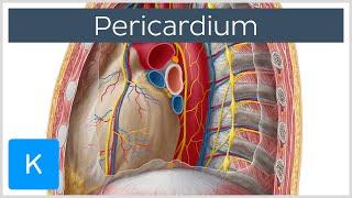 Pericardium - Definition, Function & Layers - Human Anatomy | Kenhub