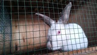 Modern Rabbit Farming @VIRO Rabbit Farm Ltd