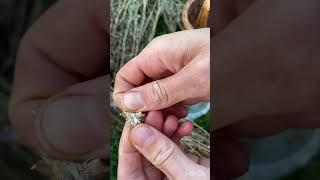 Семена василька на следующий год #семена #васильки #цветы