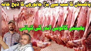 Pakistan ka sabse bada slaughter house| Bhains colony update|