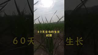 各地韭菜适宜播种时间。#韭菜种植 #种韭菜 #韭菜种植方法 #怎么种植韭菜 #韭菜