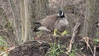 Canada Goose Nest - April 2020