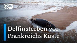 Frankreich: Delfinsterben durch Fischernetze | Fokus Europa