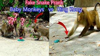 Fake Snake Prank Monkey Very Funny