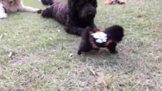 Punkin silly pom