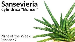 How To Care For Sansevieria cylindrica "Boncel" | Plant Of The Week Ep. 47