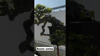 Bonsai Virall Bonsai Avatar Hadir Di Pamnas Cirebon