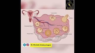 سیکل قاعدگی (پریودت) رو بشناس!