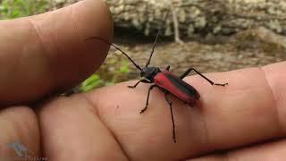 Жуки усачи или дровосеки. Редкие и обычные. Cerambycidae