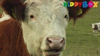 Bauernhof Tiere - Kühe / Cows - (KIDDYBOX.TV)