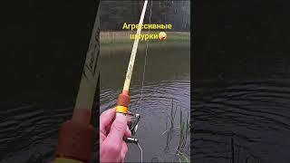 Мелкая щука атакует) #рыбалка #fishing #спінінг #рыба