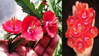 Grow & care Midday mallow flower/Guldupahri plant /गुल दुपहरी  Part-2