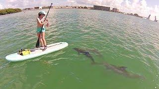 Paddle Boarding with Dolphins