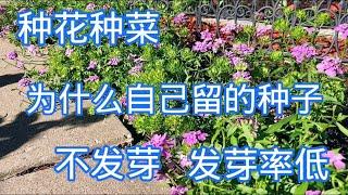 秋季采摘种子，屈曲花（candytuft）。【莎拉养花】