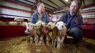 Tour of the CAAS Animal Science Farm