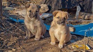 Two Tiny Puppies in Reeds Cried for Help until Someone Heard Them