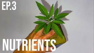 Feeding your Cannabis Plant - Flora flex Nutrients - Seed to Harvest EP.3