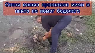 Пёс провалился в люк