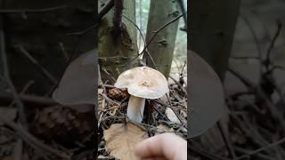 Boletus edulis | Porcini mushrooms #grzyby #pilze #boletus #гриби #porcinimushrooms #porcini