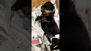 KCI CERTIFIED ROTTWEILER PUPPY'S AVAILABLE