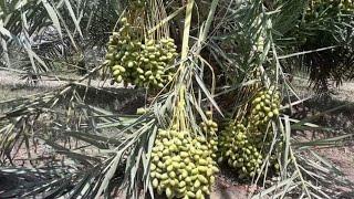 Dhaki Date Nursery plants ready to District Jhang punjab