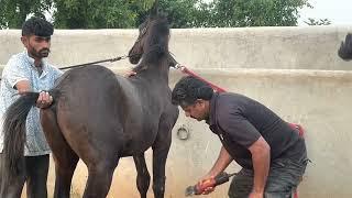 clipping of horses good or bad