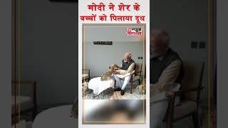 मोदी ने शेर के बच्चों को पिलाया दूध  // #modi #india #pm #shorts #trending #news #lion #viralvideo