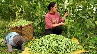 Harvesting Green Bean Garden goes to the market sell | Lý Thị Ca