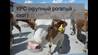 КРС (крупный рогатый скот)