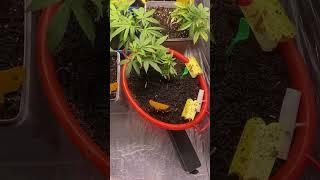 First German Homegrow #flowers #seeds #tiktok #trending #bubatz #germany #homegrown