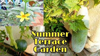 Organic Summer Terrace Garden Tour/Summer Vegetables/My Rooftop Garden Overview/