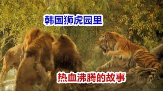 韓國獅虎園：東北虎崛起，讓數十頭獅群和老虎俯首稱臣！ 東北虎16強Tigers fight against Lions（ Korea Everland‘s Battle of Part1）