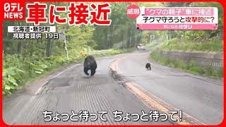 【目撃相次ぐ】北海道で“クマの親子”が車に接近  子グマ守ろうと威嚇か…  繁殖期で動き活発に