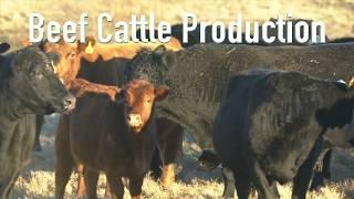 AES332 Project: Beef Cattle Management