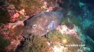 꺼끌복(Arothron stellatus)~ Stellate puffer, Starry puffer, Starry toadfish