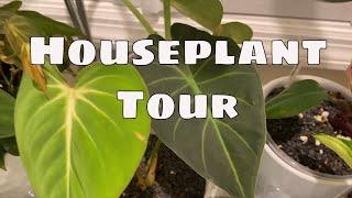 Houseplant Tour / My Indoor Plant Collection Philodendron Monstera Succulents Orchids