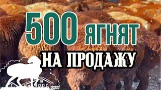 500 ягнят на продажу (tel. +7-985-124-44-04)