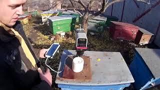 Жировое тело пчелы - устройство для определения его величины
